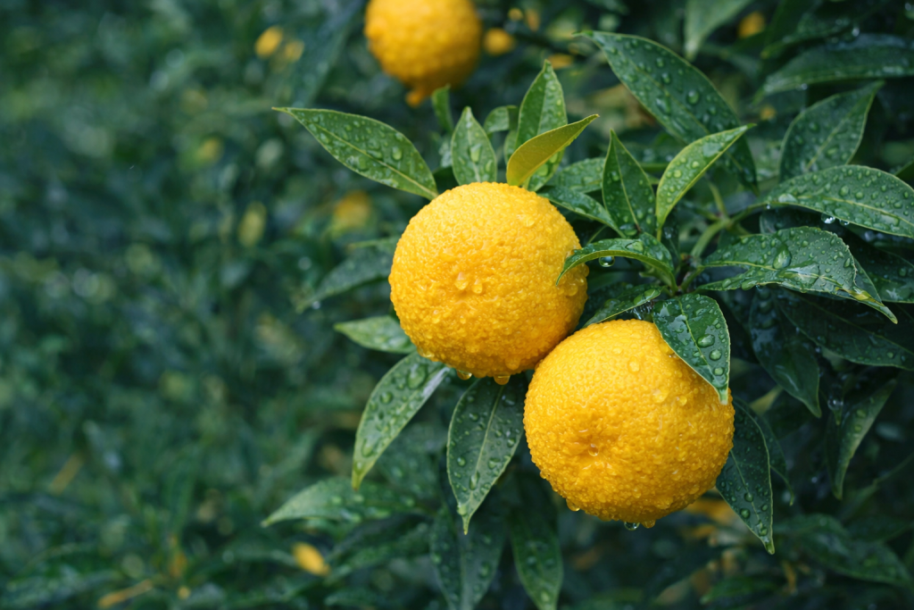 Fruits de yuzu sous la rosee